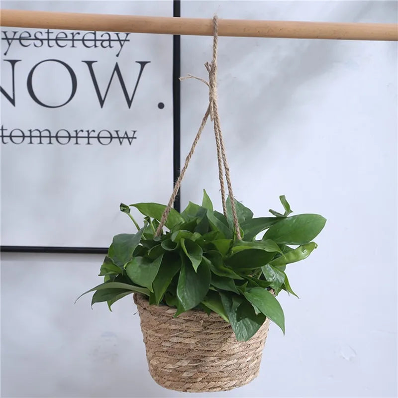 Panier suspendu plante