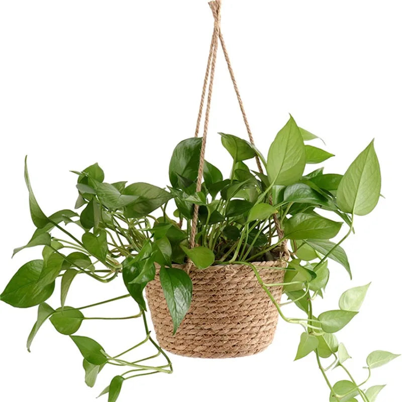 Panier suspendu plante