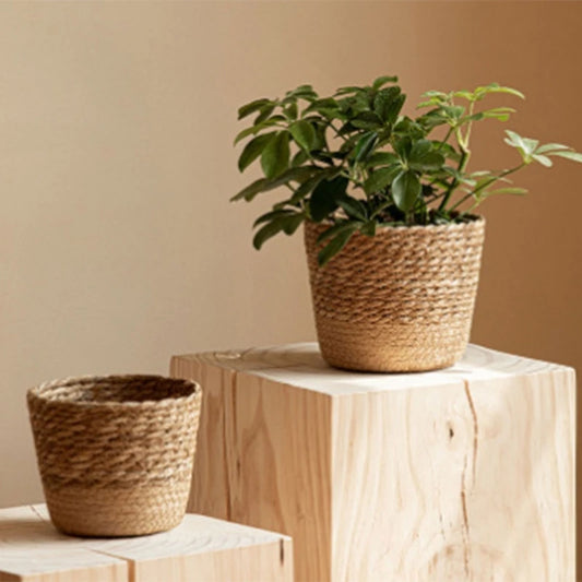 Panier osier plante